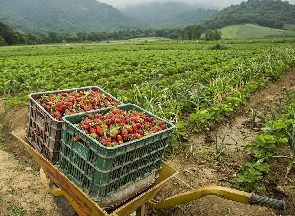agricultural export