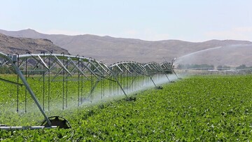 irrigation