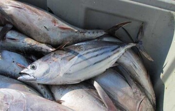 Tuna export