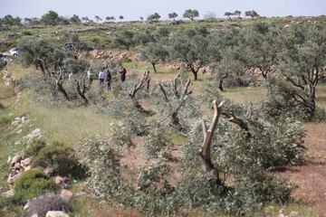 Palestinian farmers inspect the damage done to their olive trees after they were cut down by Israeli settlers