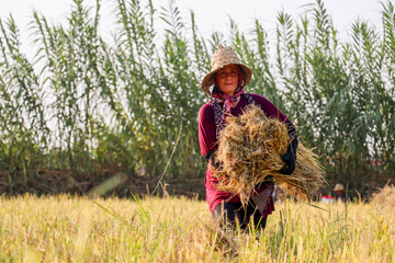 Rice harvest in Gilan province   