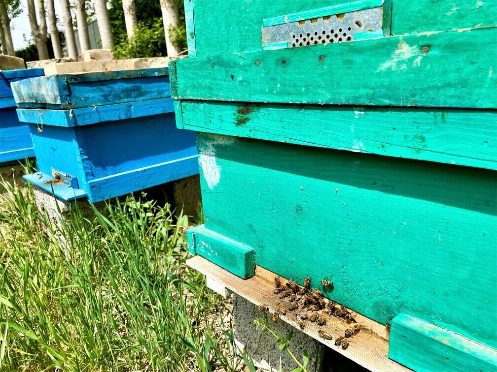 honey production