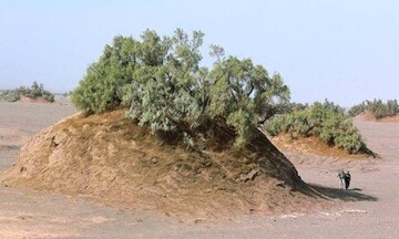 Discover world’s largest natural ‘plant pots’