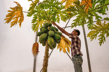 Papaya farming in southwestern Iran 
