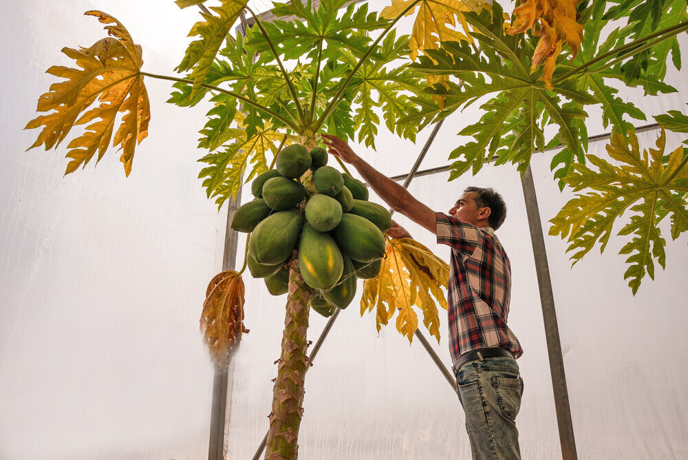 Papaya farming in southwestern Iran
