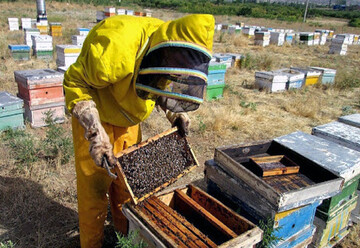 honey production