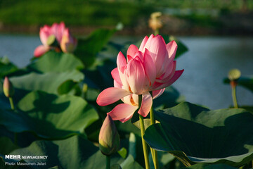 Tourism festival to honor lotuses bloom in northern Iran