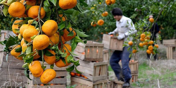 agriculture