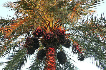 Date harvest in Khuzestan province   