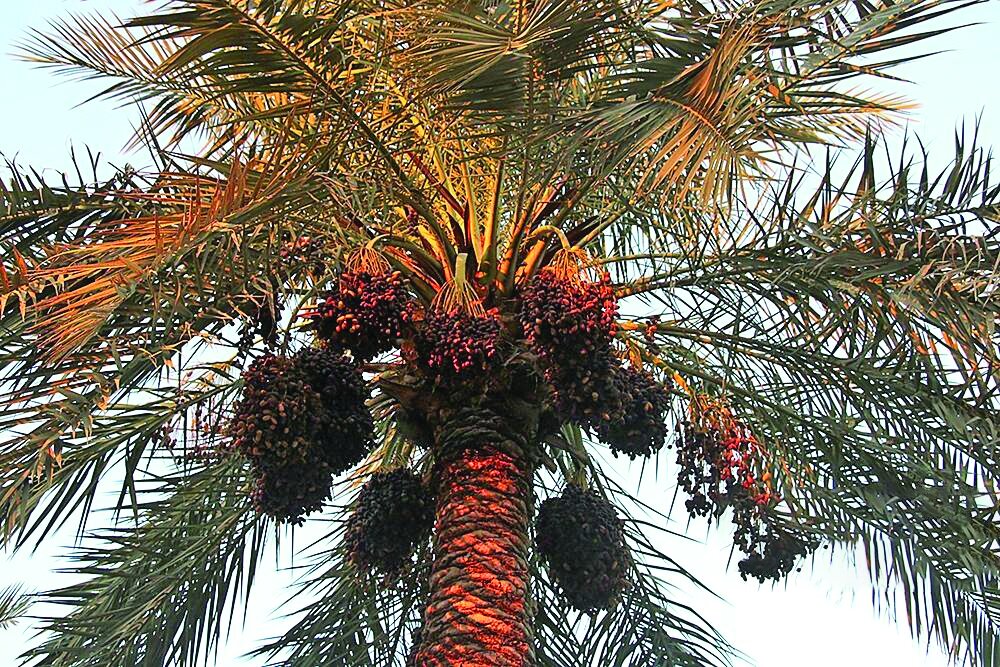 Date harvest in Khuzestan province