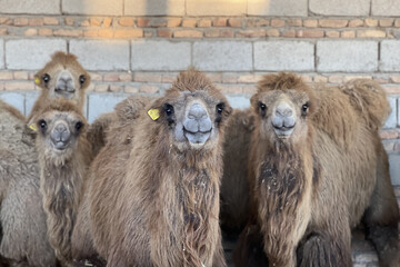 The revival of Bactrian camels invigorates livelihoods in Iran