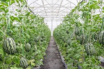 Greenhouse output expected to reach 3.7m tons by Mar. 2025