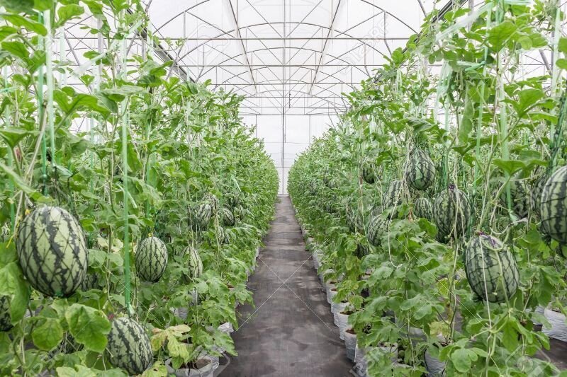 greenhouse