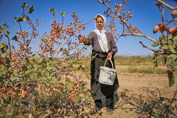 Pistachio harvest in northeastern Iran 