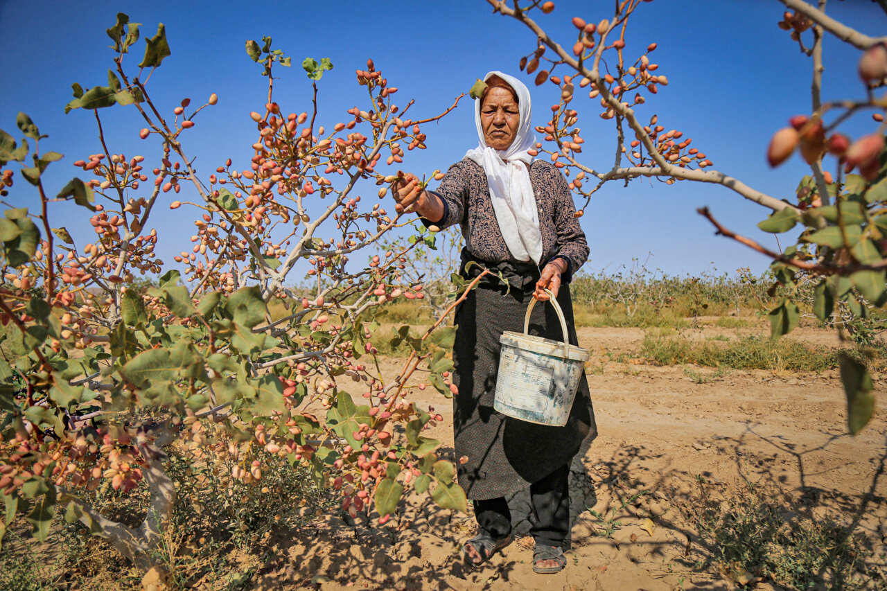 Pistachio harvest in northeastern Iran