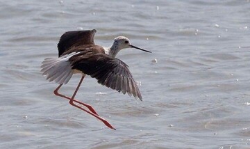 Ilam hosting migratory birds