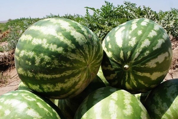 Watermelon export stands at $128m in 6 months