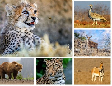 DOE to establish endangered species conservation committee