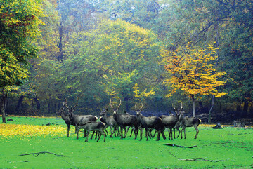 Exploring Iran's natural treasures: three national parks to visit