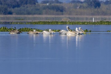 Pelicans wintering at Anzali Wetland