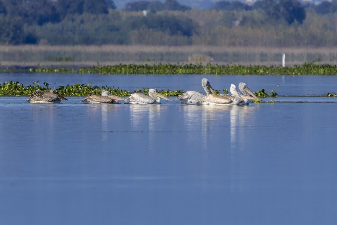 Pelicans wintering at Anzali wetland