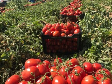 tomato export