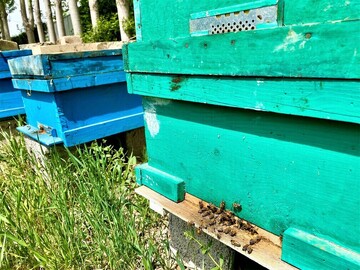 Honey production