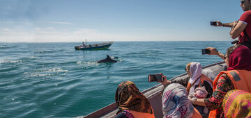 Bay of Dolphins: a marine paradise of the Persian Gulf