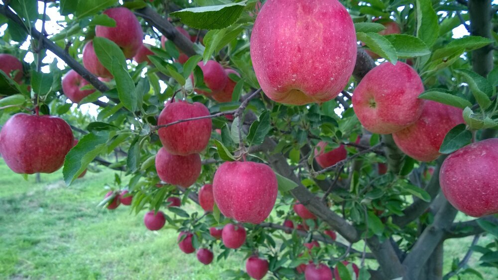 Apple export