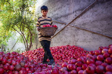 Pomegranate harvest in Shiraz