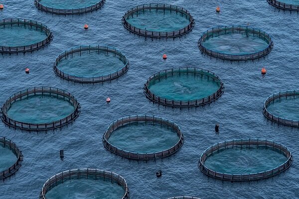 fishery