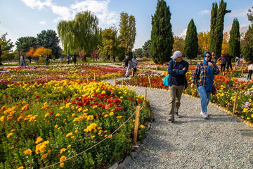 Botanical garden hosting chrysanthemum festival