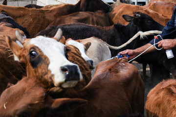 Cow-calf vaccination against lumpy skin