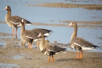 Solduz wetland hosting white-fronted geese