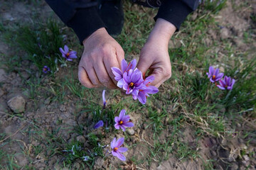 Natanz, a hub of saffron in central Iran