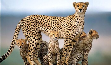 Improving habitat quality for Asiatic cheetahs on the agenda