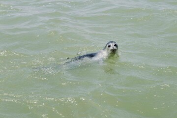 DOE implementing conservation action plan to save Caspian seal