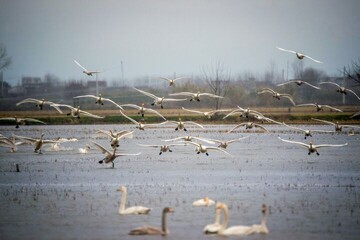 Lorestan wetlands hosting migratory birds