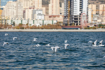 Migratory birds flocking to Tehran lake