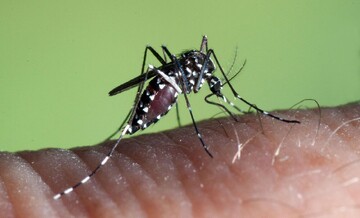 Over 870 cases of dengue fever reported