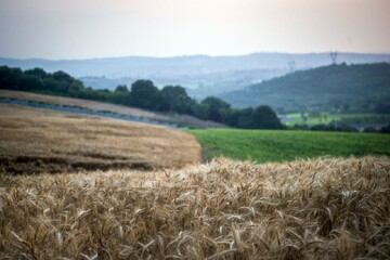 Climate change significantly impacts food security in Iran: expert