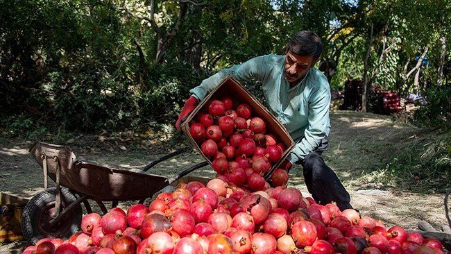 Kyrgyzstan doubles fruit imports from Iran amid strengthening trade relations