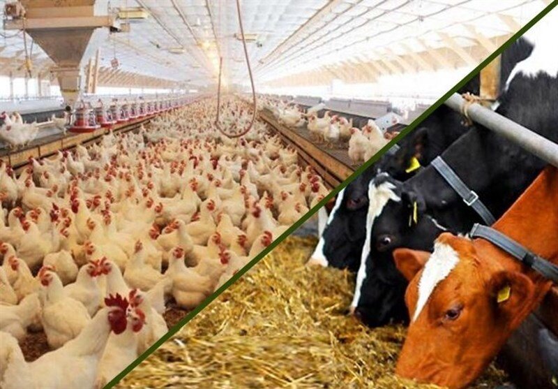 Tehran hosing exhibition of poultry, livestock, related industries