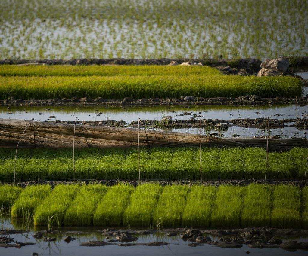 Wetland conservation project lowers irrigation water consumption: official