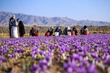 Khuzestan village hosts saffron harvest festival