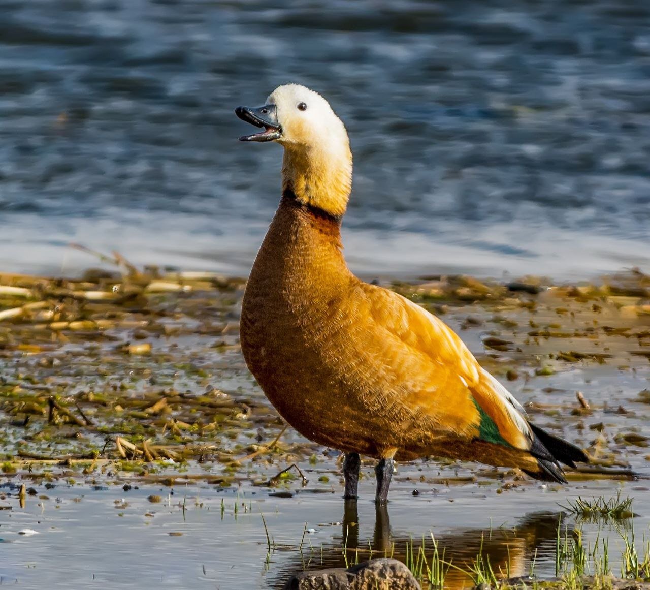 Naqadeh wetlands hosting migratory ruddy shelducks