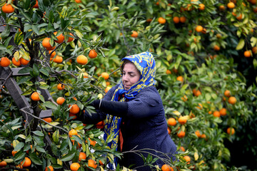 Farmers picking oranges in Savadkuh