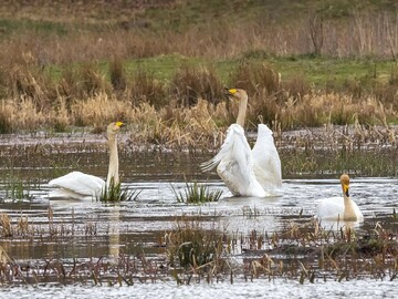 ‘Paradise of birds’ hosting migratory swans