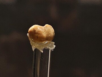 Tehran museum showcases 180,000-year-old tooth and other archaeological discoveries