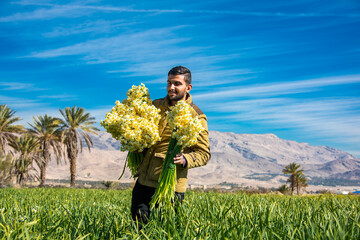 Daffodil harvest in southern Iran